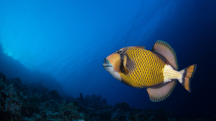 Titan triggerfish in a coral reef