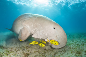 Dugong surrounded by yellow pilot fish