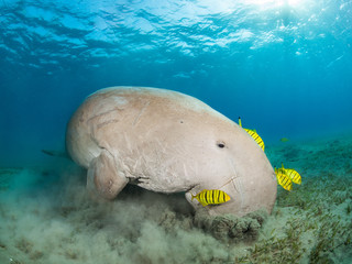Dugong surrounded by yellow pilot fish