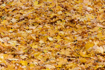 autumn background of yellow leaves of a maple