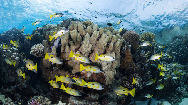 Shoal of yellow-striped snappers in a colorful coral reef