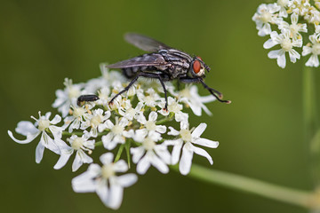 Fliege auf Bärwurz