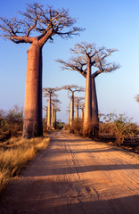Fototapeta na wymiar Giant Baobab in Avenue du Baobab, Morondava, Madagascar, Africa 