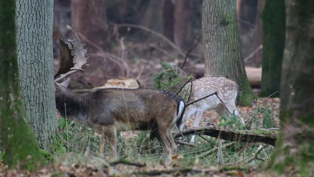 Young fallow buck playing with a knot, mating time, autumn, (dama dama), germany 
