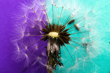 dandelion near to seeds on a purple-azure background, closeup image