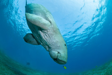 Dugong with yellow pilot fish