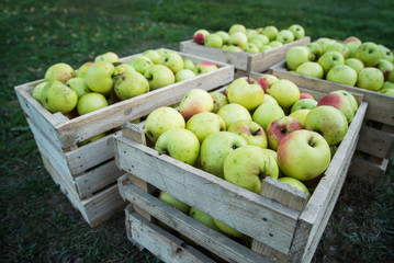 eco product apple in wooden boxes 