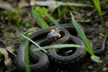 Natrix, Snake, Colubridae in the forest, close up.