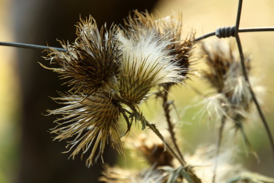 withered thistle 