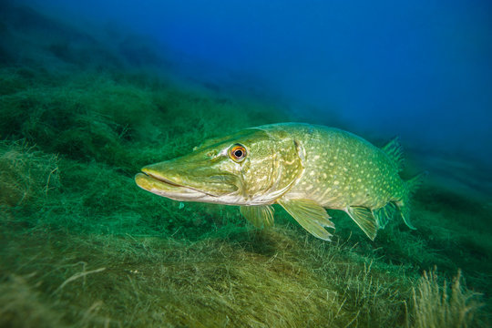 Northern pike, a common freshwater fish in Germany