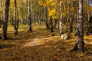 Fall season in a birchwood