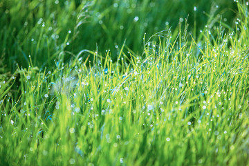 background green grass with water drops