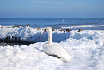 ptaki nad zimowym Bałtykiem