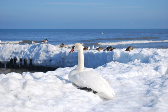 Fototapeta ptaki nad zimowym Bałtykiem