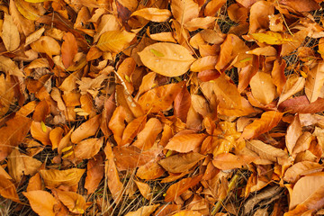 Autumn Colorful Leaves in Forest. Seasonal Background..