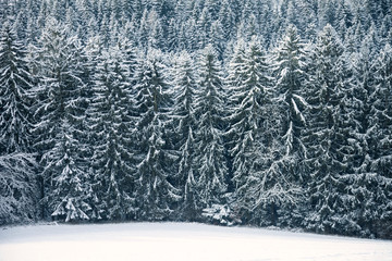 Morning winter season snowy forest landscape.