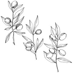 Olive tree in a vector style isolated. Black and white engraved ink art. Full name of the plant: Branches of an olive tree. Vector olive tree for background, texture, wrapper pattern, frame or border.