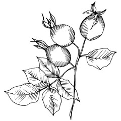 Wildflower rosa canina in a vector style isolated. Black and white engraved ink art. Vector flower for background, texture, wrapper pattern, frame or border.