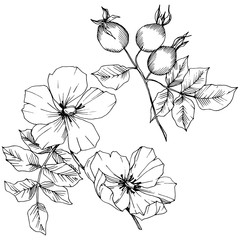Wildflower rosa canina in a vector style isolated. Black and white engraved ink art. Vector flower for background, texture, wrapper pattern, frame or border.