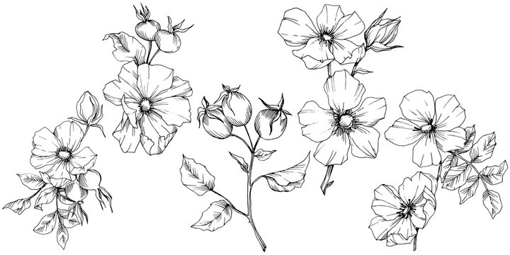 Wildflower rosa canina in a vector style isolated. Black and white engraved ink art. Vector flower for background, texture, wrapper pattern, frame or border.