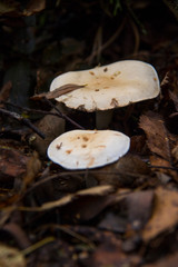 Setas de la selva negra