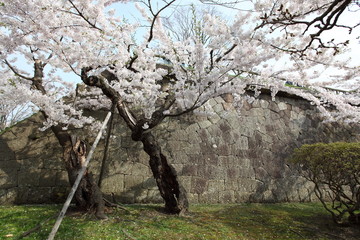 石垣と桜