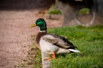 Pato