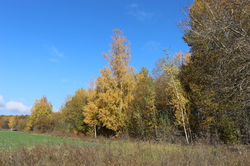 Fototapeta premium Autumn meadow is at the edge of the forest