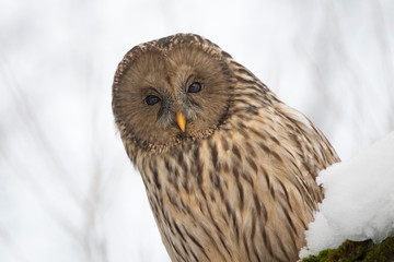 Fototapeta premium Ural owl