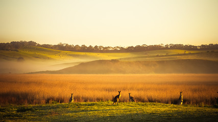 kangaroos in the field © Chris Jiacheng Sun