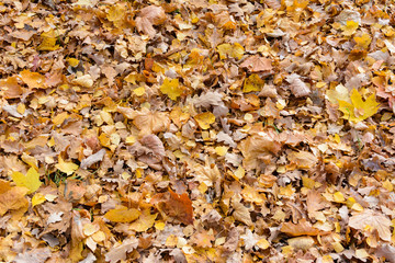 autumn background of yellow fallen leaves of maple and oak