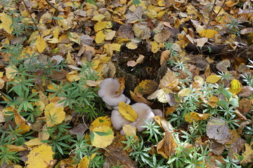  Mushroom grew in a cold autumn forest