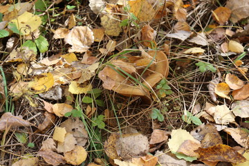  Mushroom grew in a cold autumn forest
