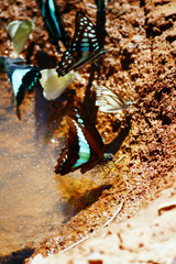 Butterfly crown eating salt earth on the ground of forest in Thailand.