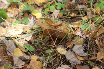  Mushroom grew in a cold autumn forest