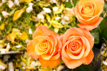 Bouquet of orange rose flowers, autumn fallen leaves on ground