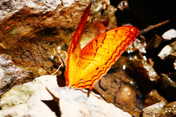 Orange Butterfly crown eating salt earth on the ground of forest in Thailand.