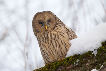 Ural owl perched on a branch