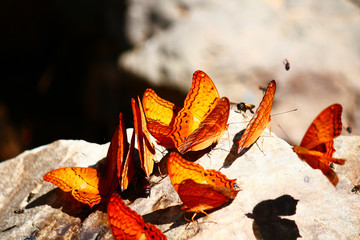 Orange Butterfly crown eating salt earth on the ground of forest in Thailand.