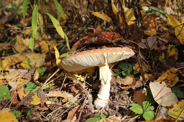  Mushroom grew in a cold autumn forest