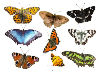 Fototapety  Viele Schmetterlingsarten isoliert
