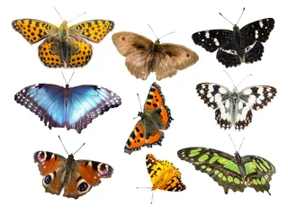 Papier Peint photo Lavable Papillon De nombreuses espèces de papillons isolés