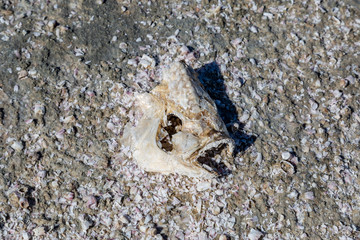 The skeleton of a fish on the beach, in the remote Salton Sea, California