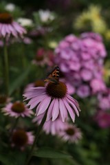 butterfly on a flower