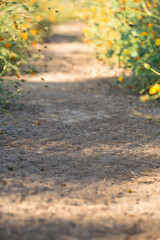 Sulfur cosmos flower road