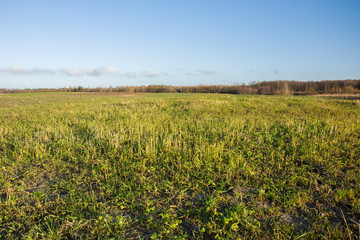 Big green meadow, forest and small clouds on a blue sky