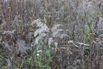  Dried flower stands in the autumn meadow