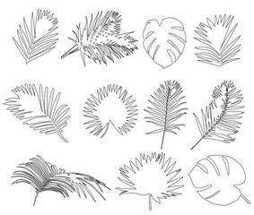 white background  outline palm leaf