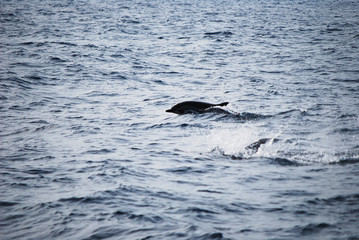 Naklejka premium Dolphin swimming in the ocean
