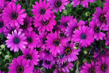 DIMORPHOTECA U OSTEOSPERMUM
